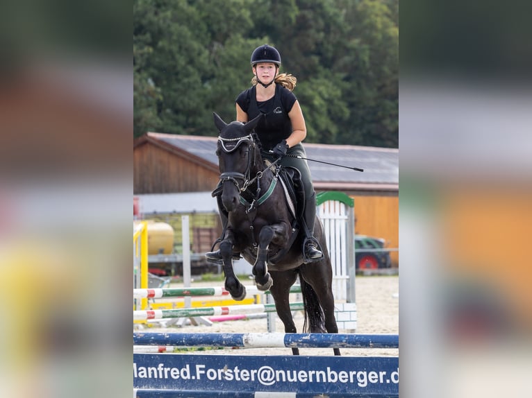 German Riding Pony Mare 5 years 14 hh Black in Marktl