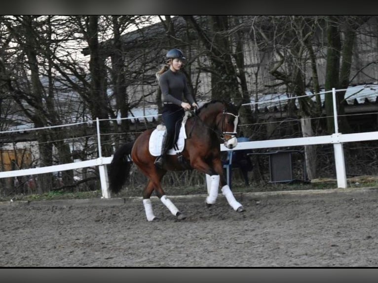 German Riding Pony Mare 5 years 14 hh Brown in Sehnde