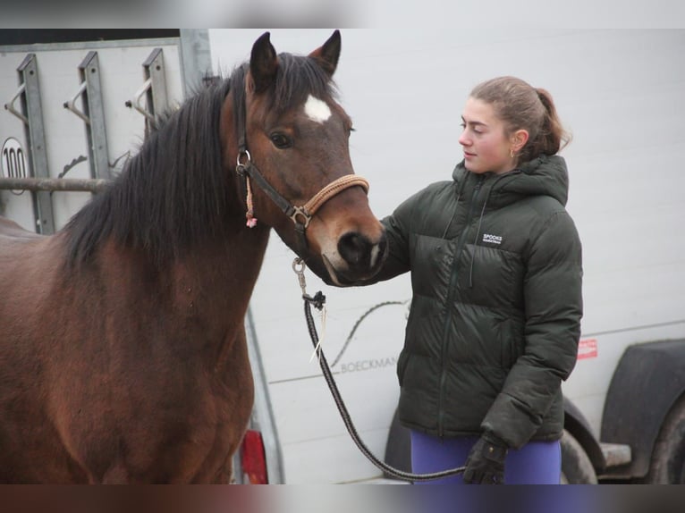 German Riding Pony Mix Mare 5 years 14 hh Brown in Buchen (Odenwald)