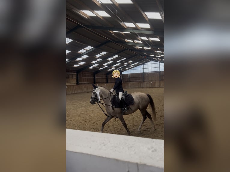 German Riding Pony Mare 5 years 14 hh Buckskin in Kiel