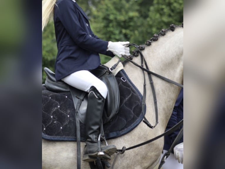 German Riding Pony Mare 5 years 14 hh Buckskin in Kiel