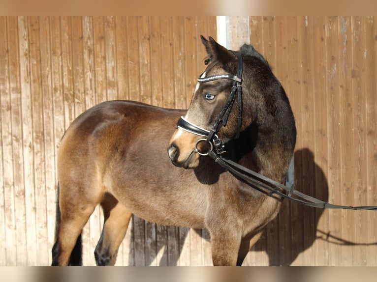 German Riding Pony Mare 5 years 14 hh Buckskin in Wiesloch