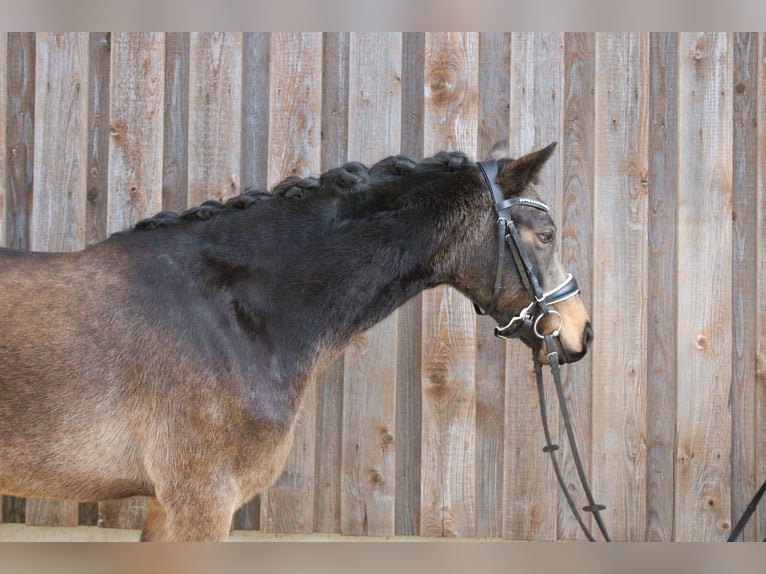 German Riding Pony Mare 5 years 14 hh Buckskin in Wiesloch