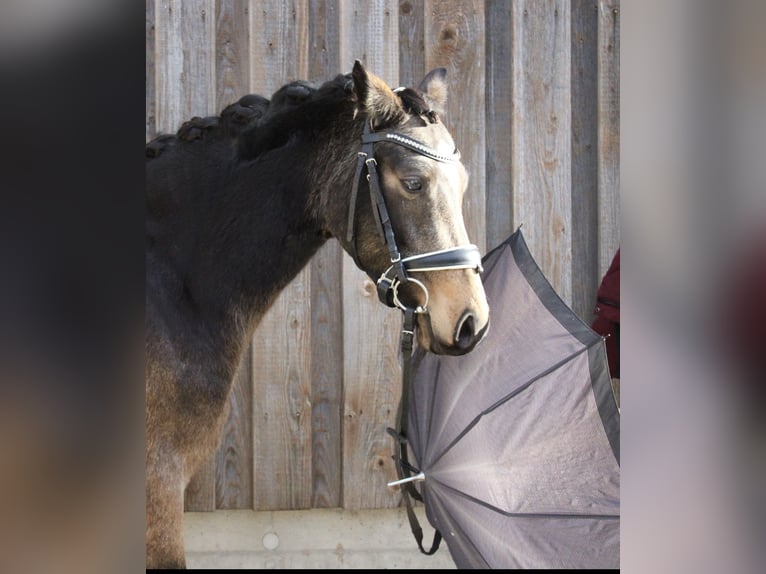 German Riding Pony Mare 5 years 14 hh Buckskin in Wiesloch