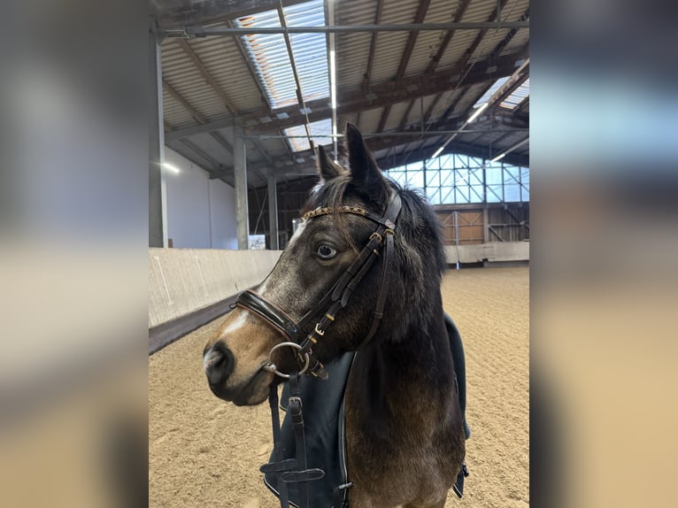 German Riding Pony Mare 5 years 14 hh Buckskin in Wiesloch