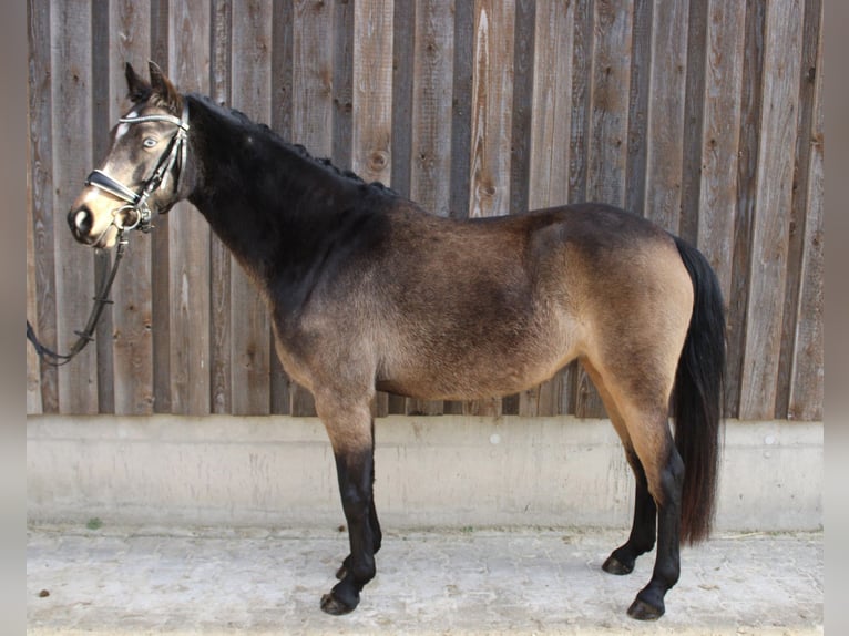 German Riding Pony Mare 5 years 14 hh Buckskin in Wiesloch