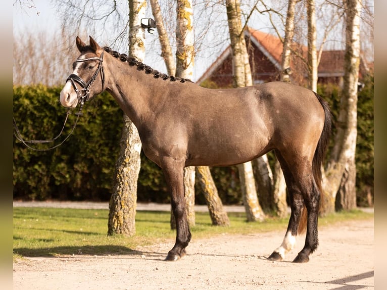 German Riding Pony Mare 5 years 14 hh Can be white in Dahme