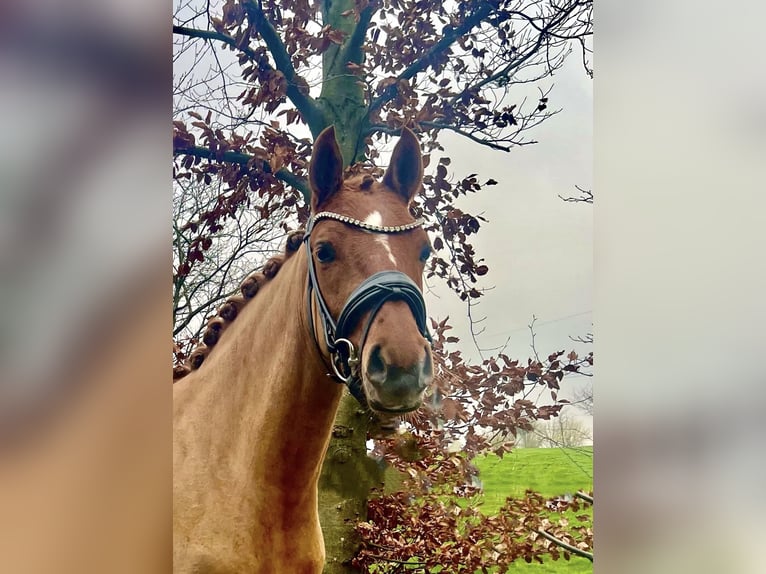 German Riding Pony Mare 5 years 14 hh Chestnut in Lingen
