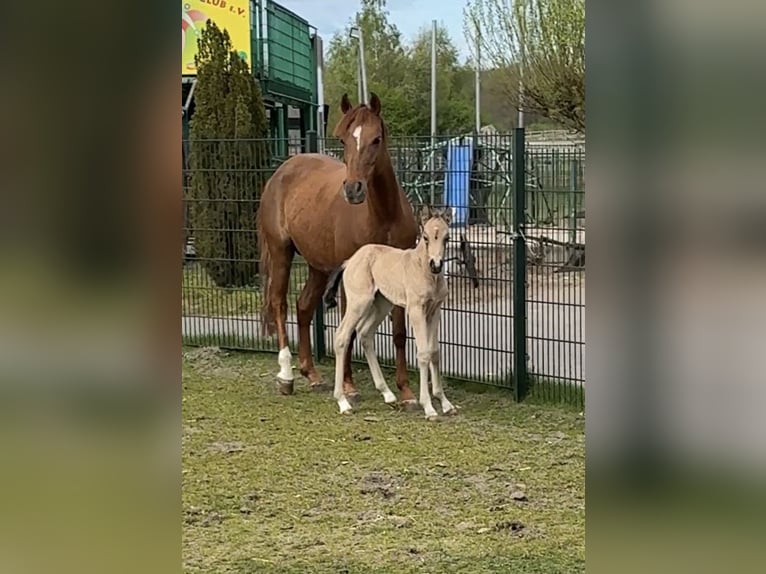German Riding Pony Mare 5 years 14 hh Chestnut in Lingen