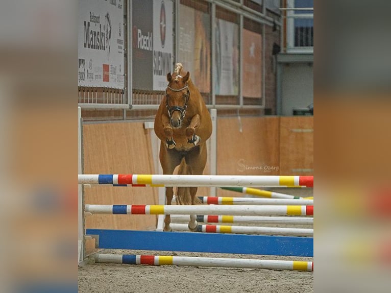 German Riding Pony Mare 5 years 14 hh Chestnut-Red in Schuby