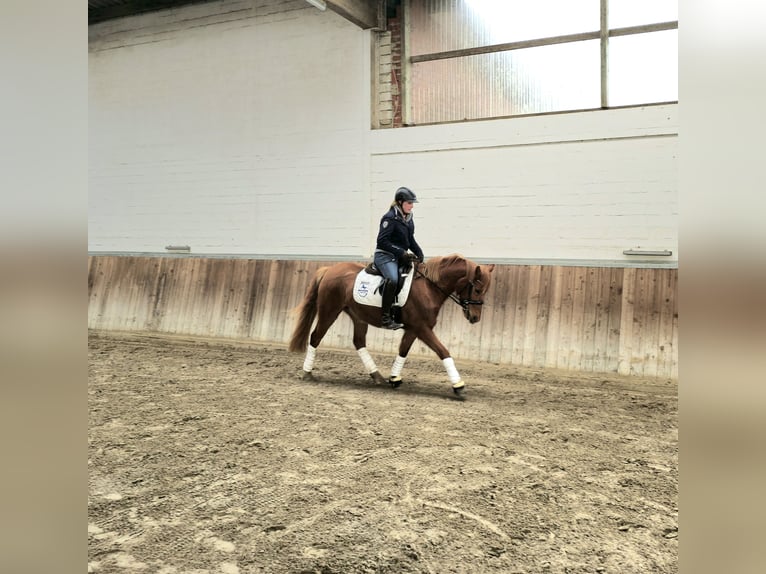 German Riding Pony Mare 5 years 14 hh Chestnut-Red in Bremervörde