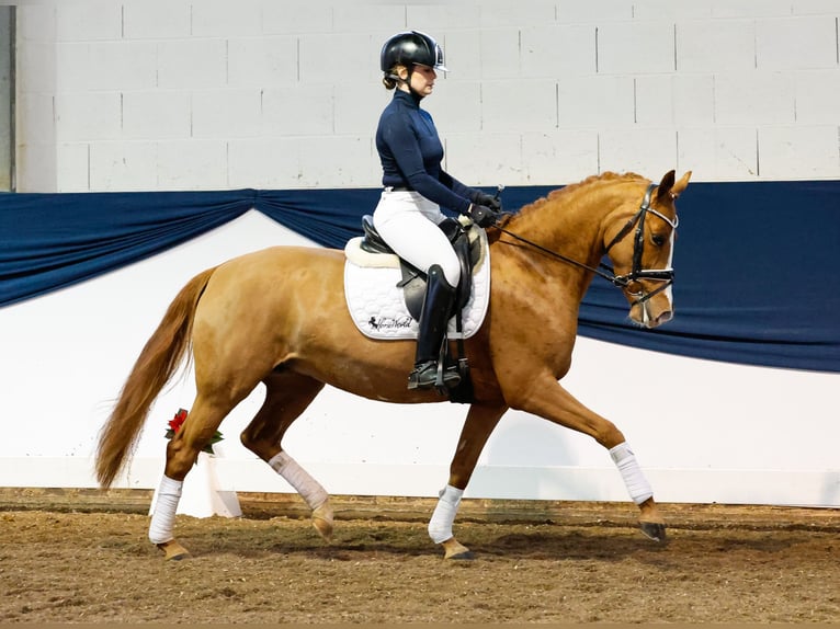 German Riding Pony Mare 5 years 14 hh Chestnut-Red in Marsberg