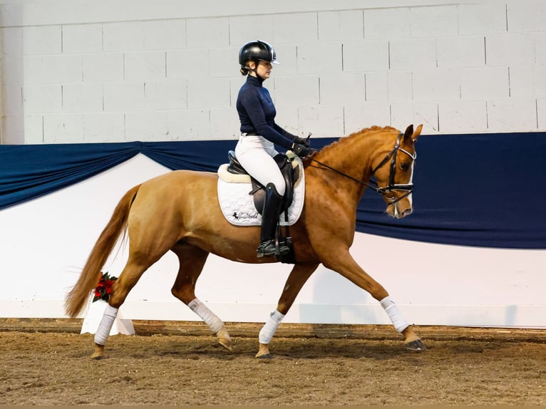 German Riding Pony Mare 5 years 14 hh Chestnut-Red in Marsberg