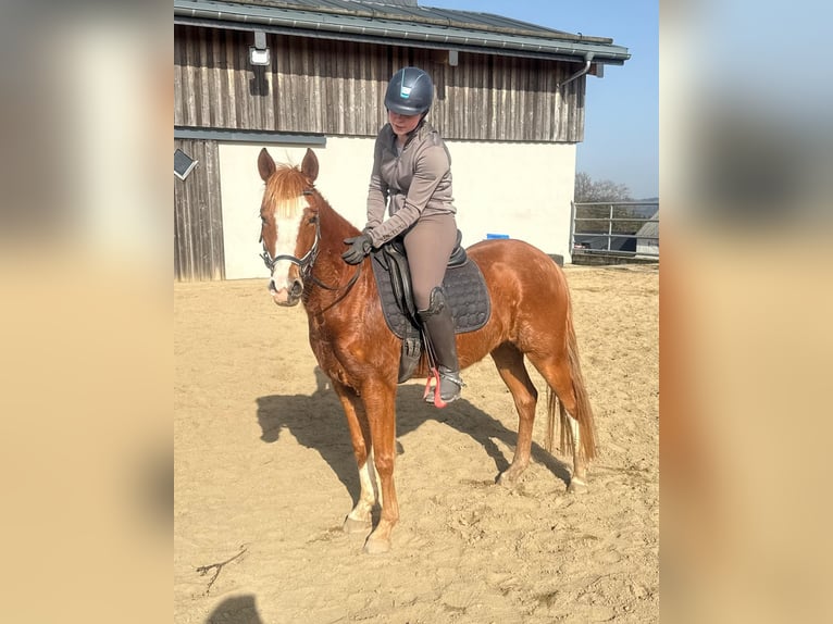 German Riding Pony Mare 5 years 14 hh Chestnut-Red in Daldeiden