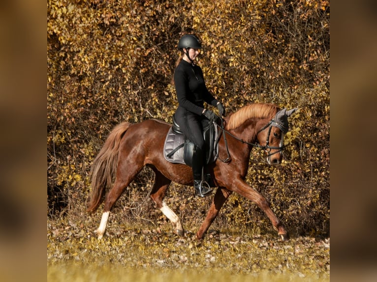 German Riding Pony Mare 5 years 14 hh Chestnut-Red in Eckersdorf