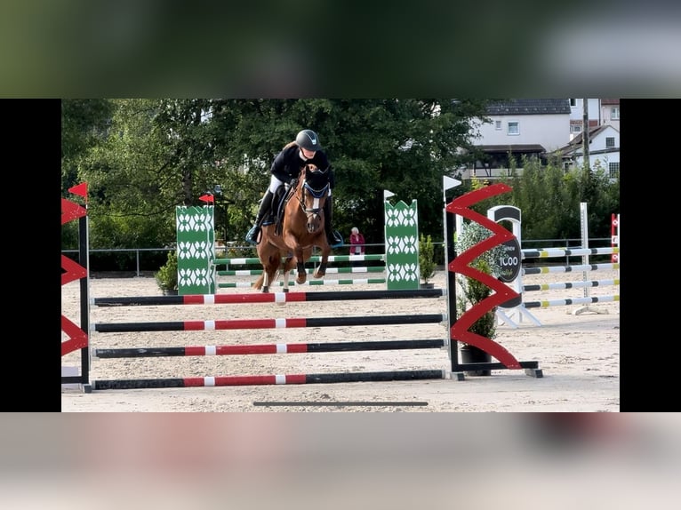 German Riding Pony Mare 5 years 14 hh Chestnut-Red in Eckersdorf