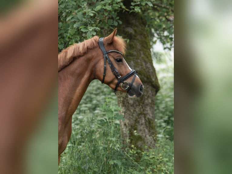 German Riding Pony Mare 5 years 14 hh Chestnut-Red in Eckersdorf