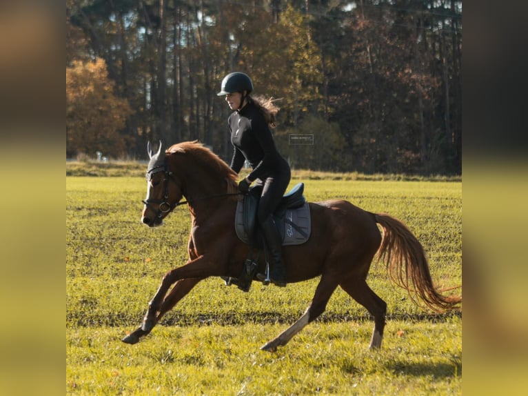 German Riding Pony Mare 5 years 14 hh Chestnut-Red in Eckersdorf