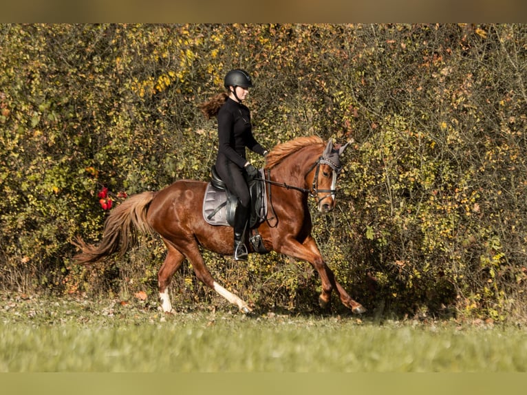 German Riding Pony Mare 5 years 14 hh Chestnut-Red in Eckersdorf