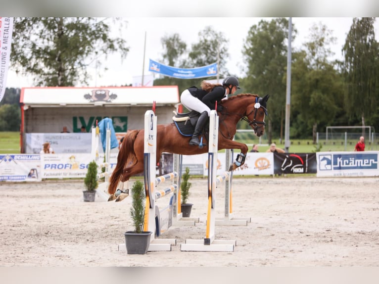 German Riding Pony Mare 5 years 14 hh Chestnut-Red in Eckersdorf