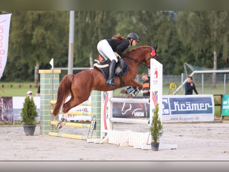 German Riding Pony Mare 5 years 14 hh Chestnut-Red in Eckersdorf