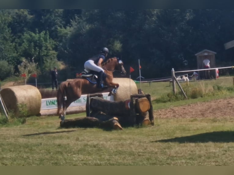 German Riding Pony Mare 5 years 14 hh Chestnut-Red in Eckersdorf