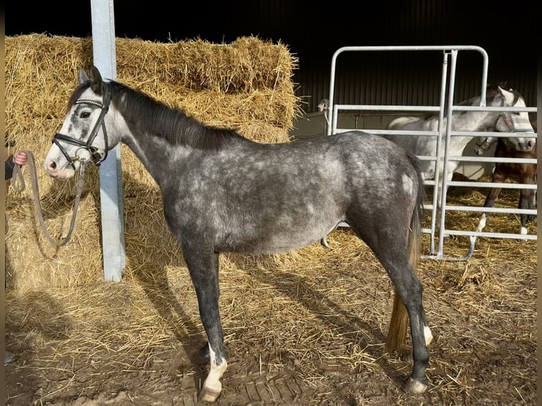 German Riding Pony Mare 5 years 14 hh Grey in Grevenbroich