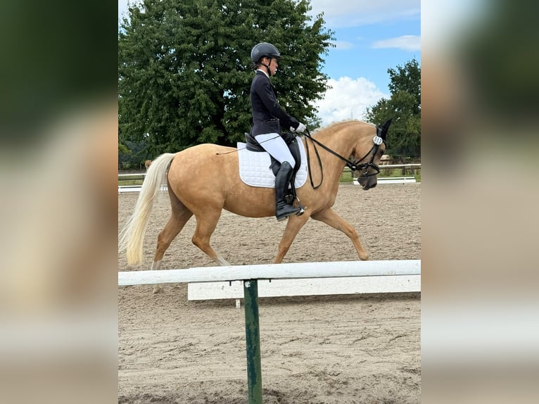 German Riding Pony Mare 5 years 14 hh Palomino in Datteln