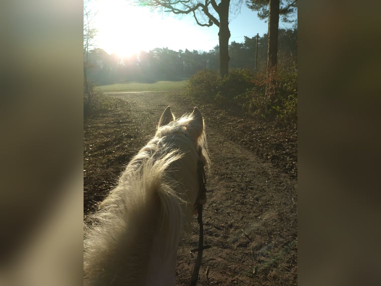 German Riding Pony Mare 5 years 14 hh Palomino in Datteln