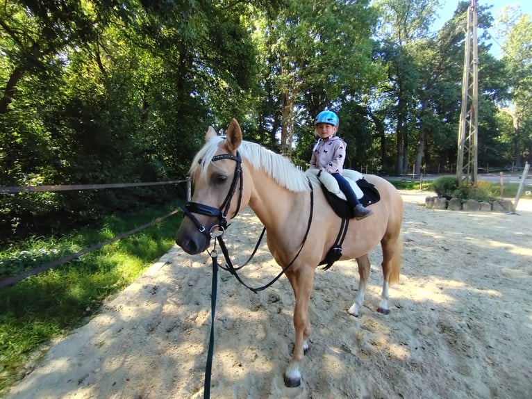 German Riding Pony Mare 5 years 14 hh Palomino in Datteln