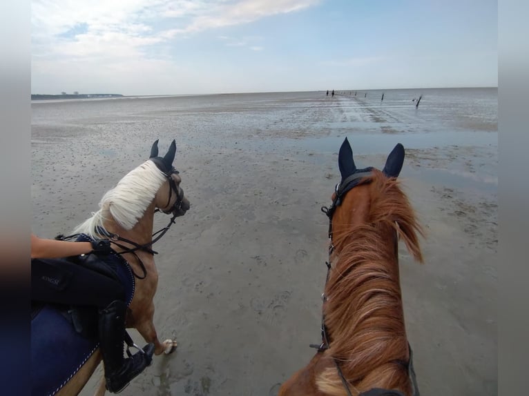 German Riding Pony Mare 5 years 14 hh Palomino in Datteln