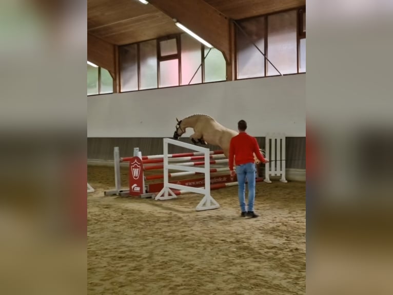 German Riding Pony Mare 5 years 14 hh Palomino in Datteln