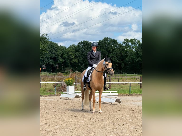 German Riding Pony Mare 5 years 14 hh Palomino in Datteln