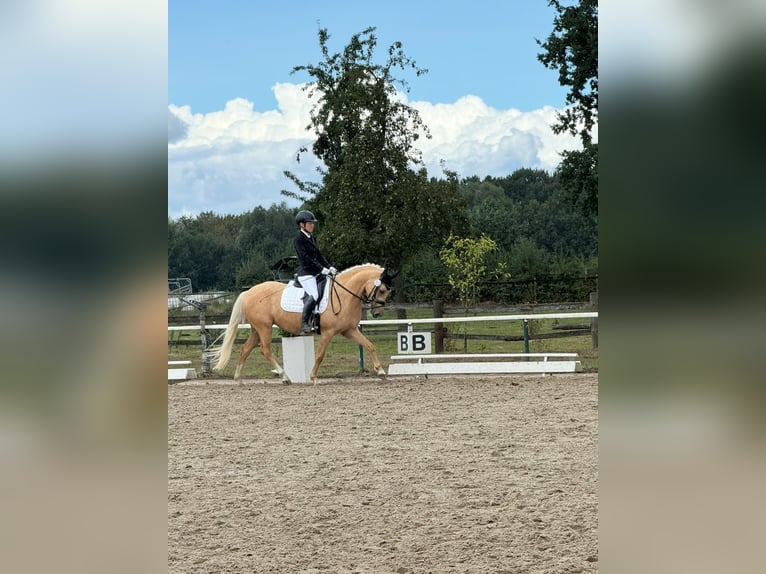 German Riding Pony Mare 5 years 14 hh Palomino in Datteln