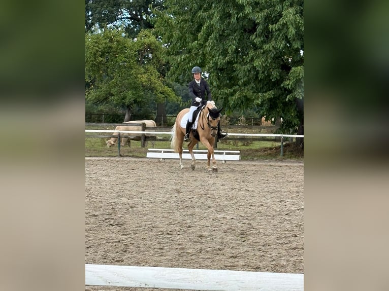 German Riding Pony Mare 5 years 14 hh Palomino in Datteln