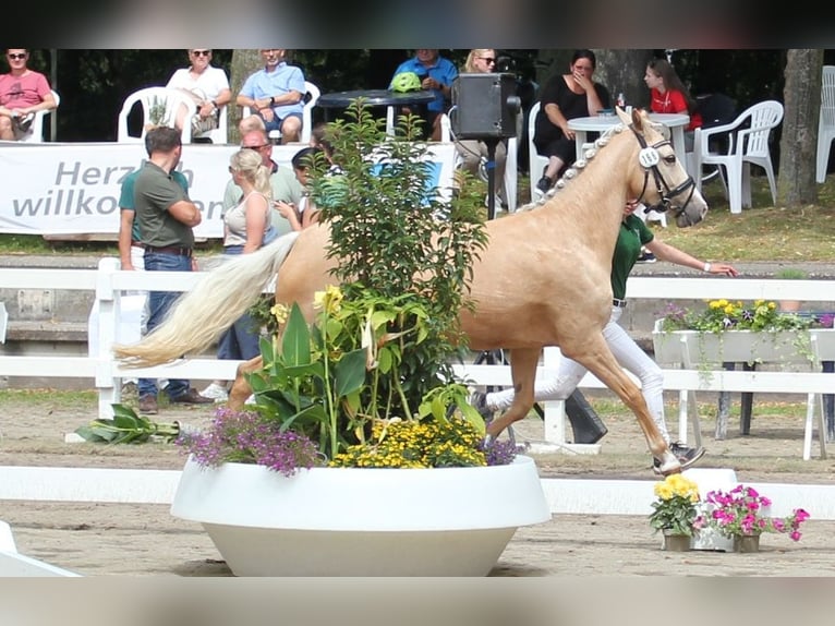 German Riding Pony Mare 5 years 14 hh Palomino in T&#xF6;nisvorst