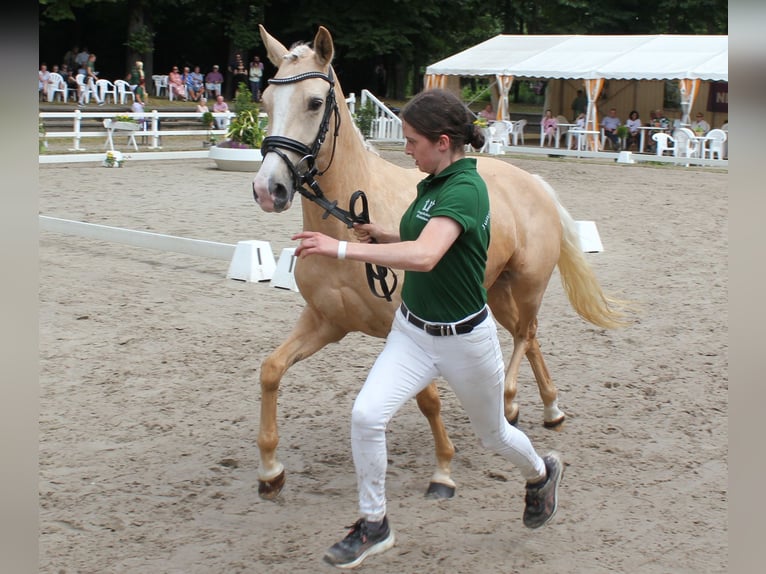 German Riding Pony Mare 5 years 14 hh Palomino in T&#xF6;nisvorst