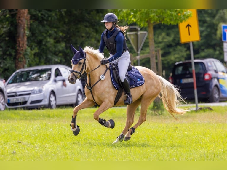 German Riding Pony Mare 5 years 14 hh Palomino in Dormagen