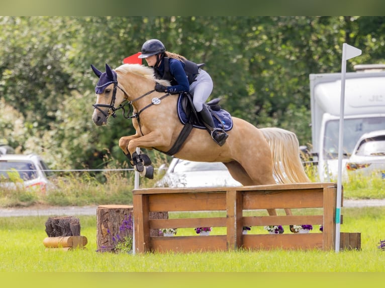 German Riding Pony Mare 5 years 14 hh Palomino in Dormagen