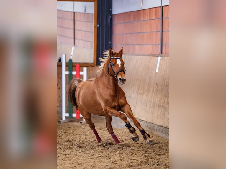 German Riding Pony Mare 5 years 14 hh Red Dun in Haltern am See