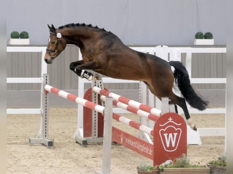 German Riding Pony Mare 5 years 14,1 hh Bay-Dark in Sonnefeld