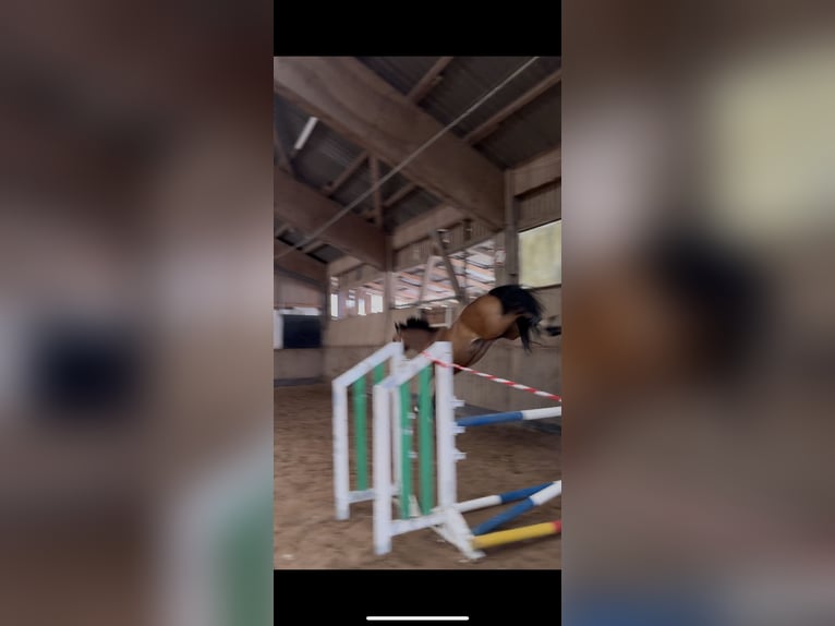 German Riding Pony Mare 5 years 14,1 hh Bay-Dark in Sonnefeld