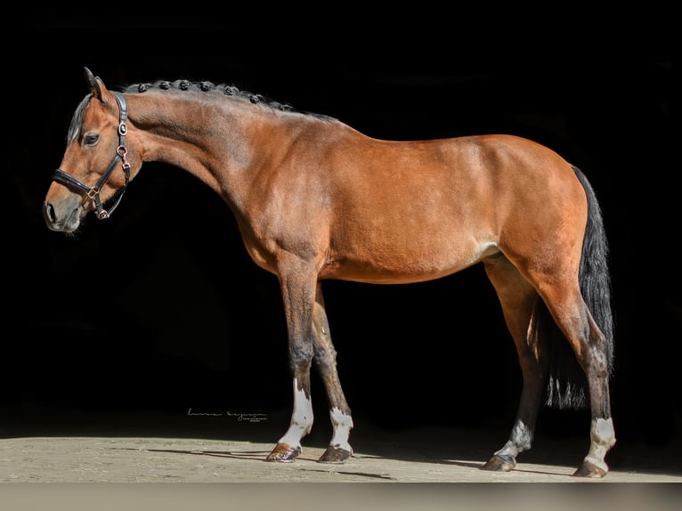 German Riding Pony Mare 5 years 14,1 hh Bay-Dark in Sonnefeld