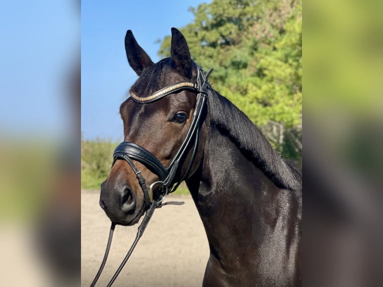 German Riding Pony Mare 5 years 14,1 hh Bay-Dark in Gilleleje