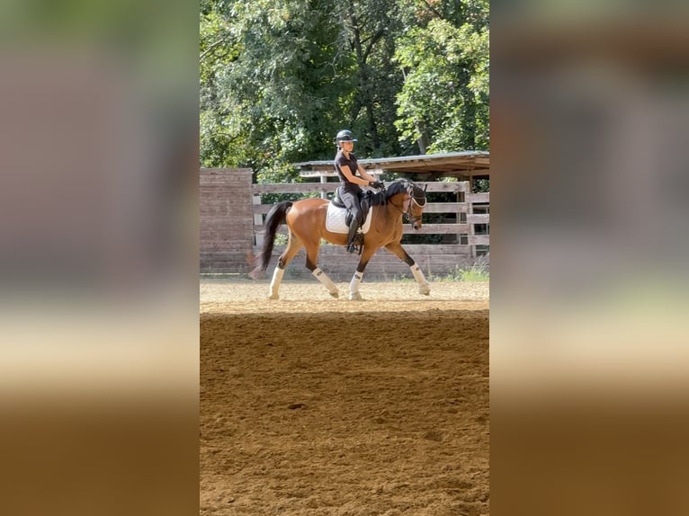 German Riding Pony Mare 5 years 14,1 hh Bay in Rome