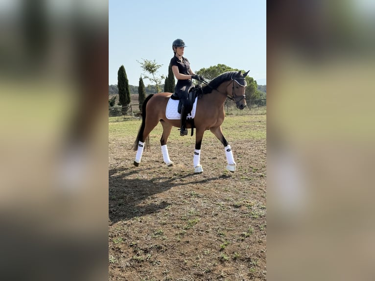 German Riding Pony Mare 5 years 14,1 hh Bay in Rome