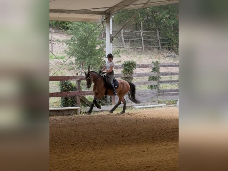German Riding Pony Mare 5 years 14,1 hh Bay in Rome