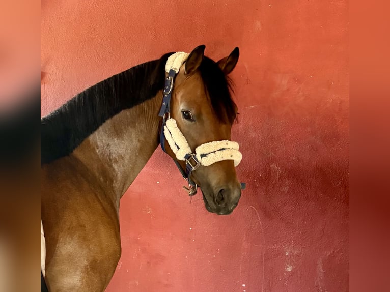 German Riding Pony Mare 5 years 14,1 hh Bay in Rome