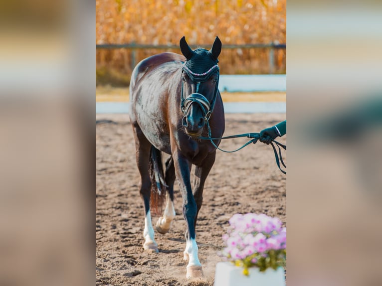 German Riding Pony Mare 5 years 14,1 hh Black in Zeven