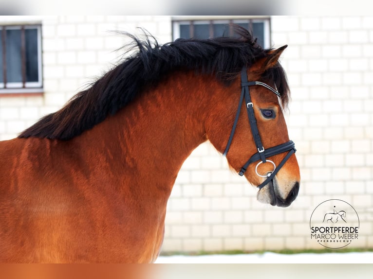 German Riding Pony Mare 5 years 14,1 hh Brown in Badbergen